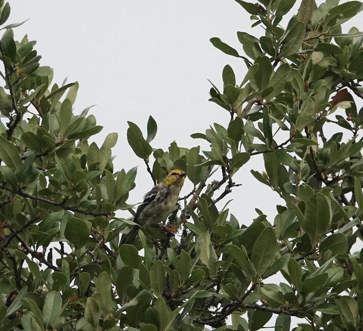 Golden-cheeked Warbler - ML619526054