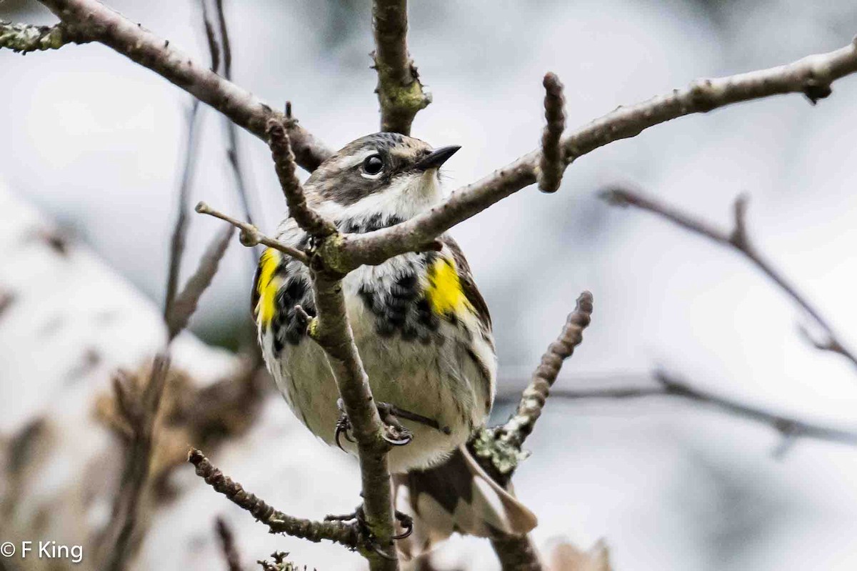 Yellow-rumped Warbler - Frank King