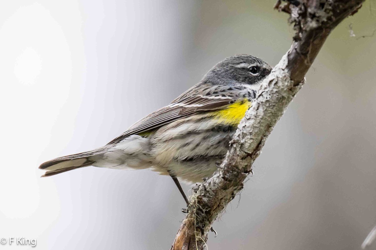 Yellow-rumped Warbler - Frank King