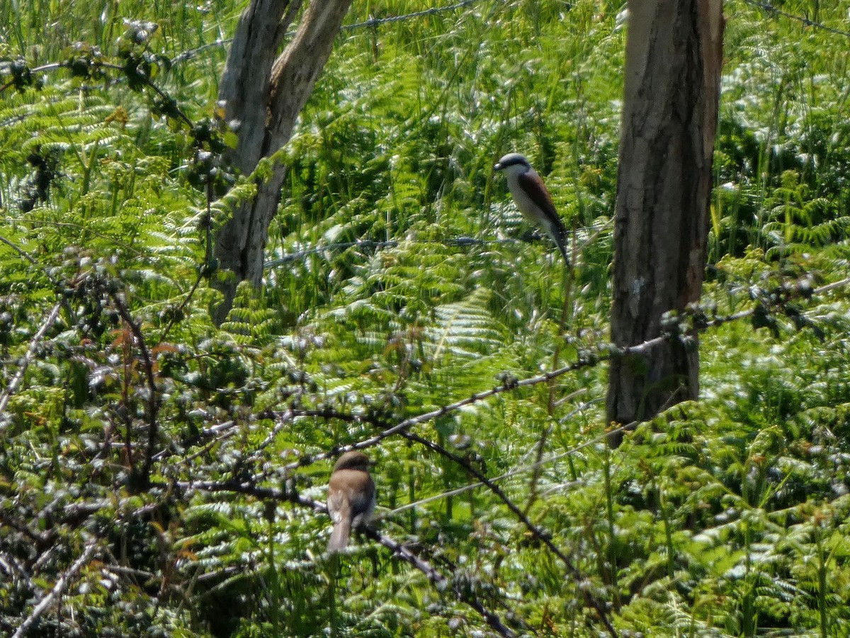 Red-backed Shrike - Julen Vega