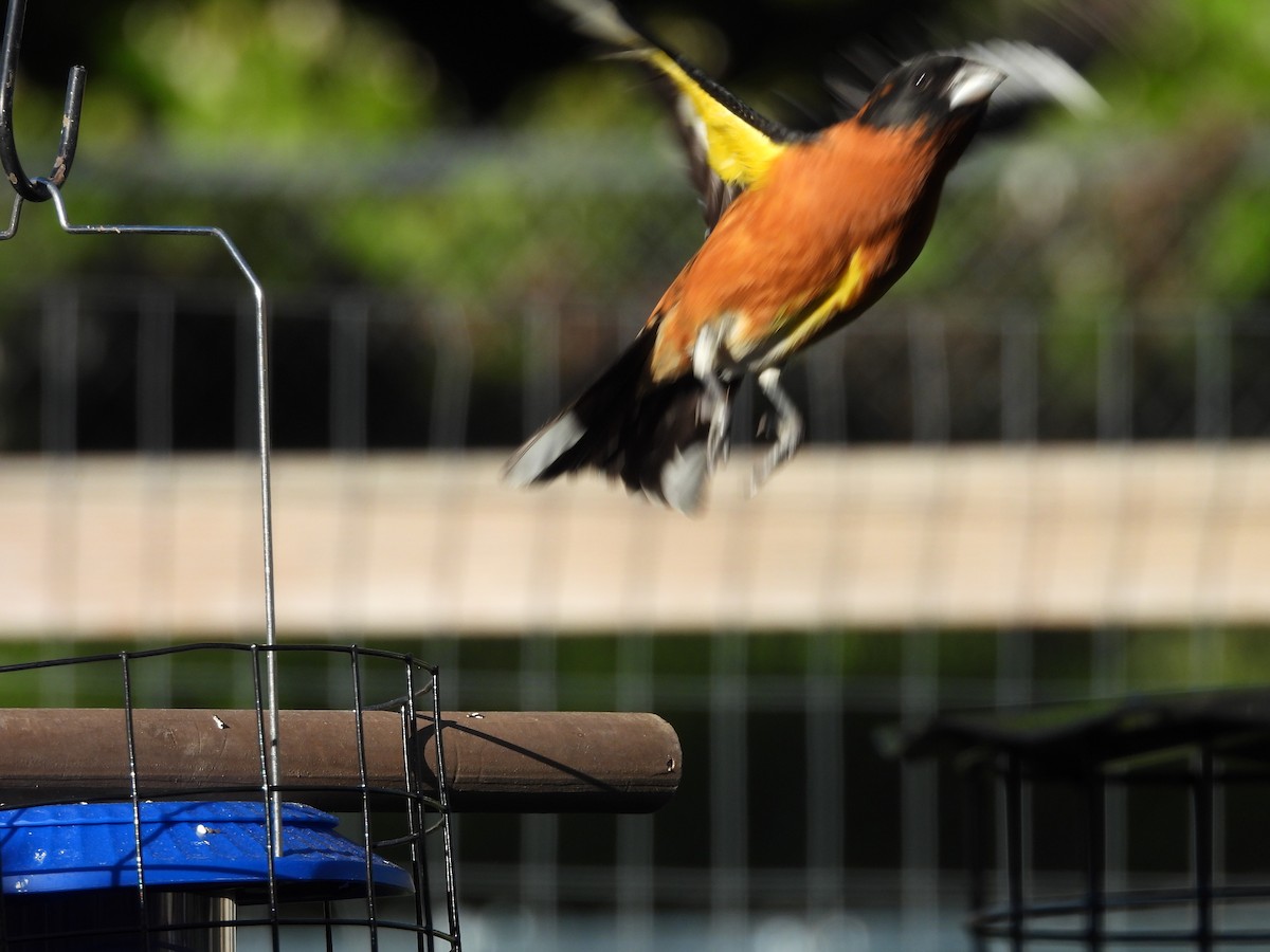 Black-headed Grosbeak - J Baker