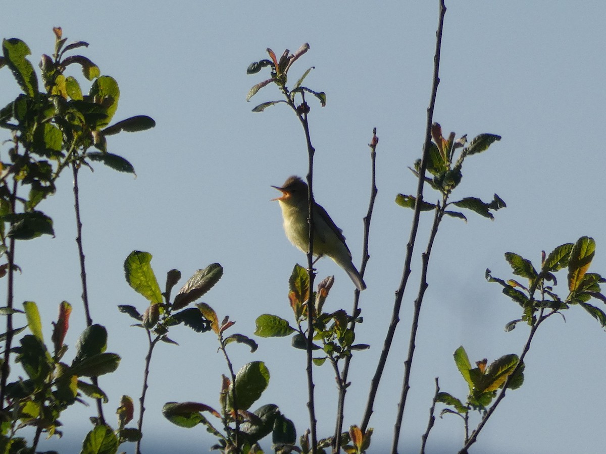 Melodious Warbler - ML619526085