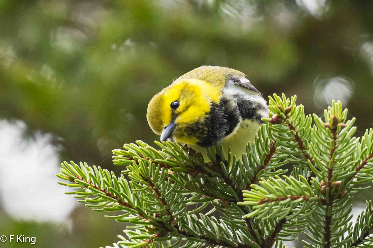 Black-throated Green Warbler - Frank King