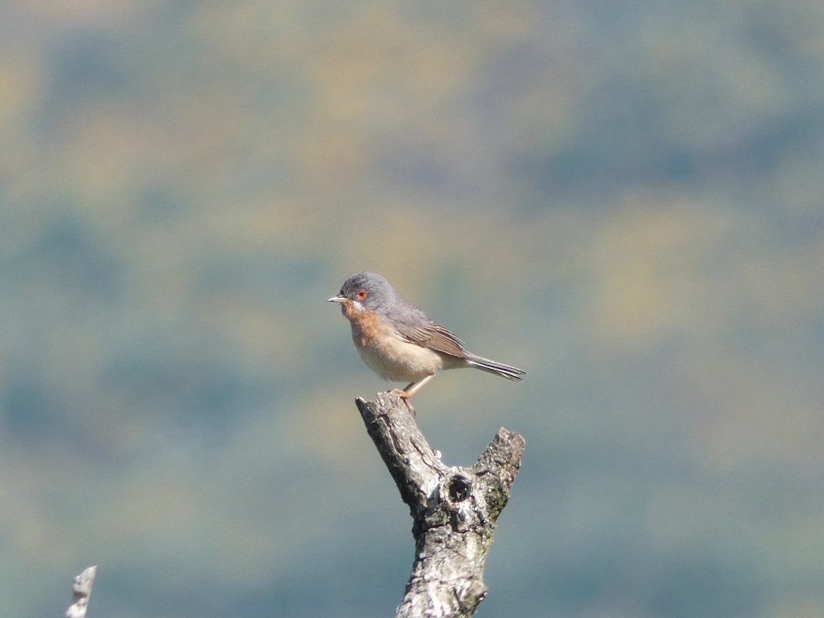 Txinbo papargorrizta iberiarra - ML619526099