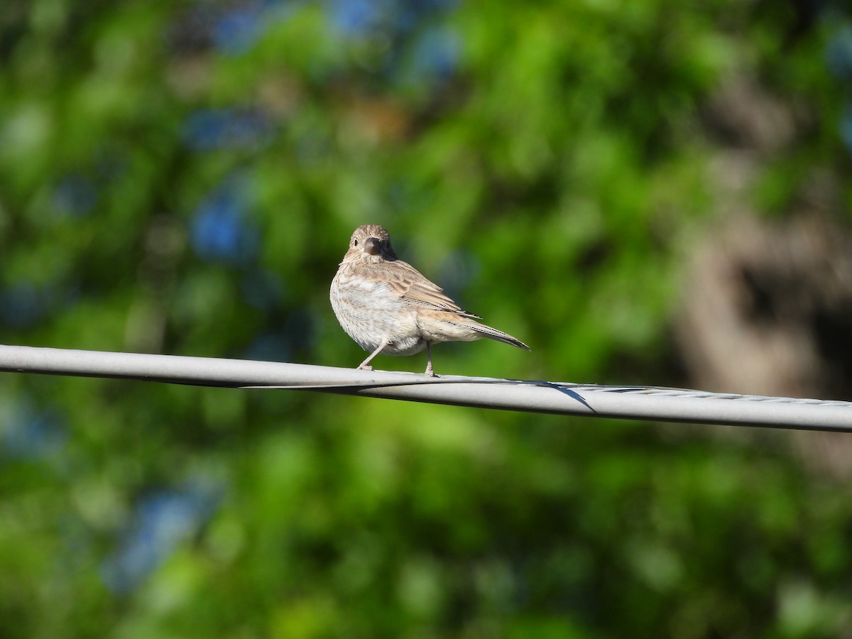 House Finch - J Baker