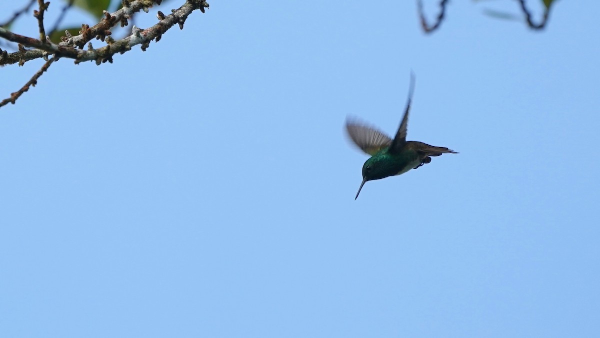 Snowy-bellied Hummingbird - Indira Thirkannad