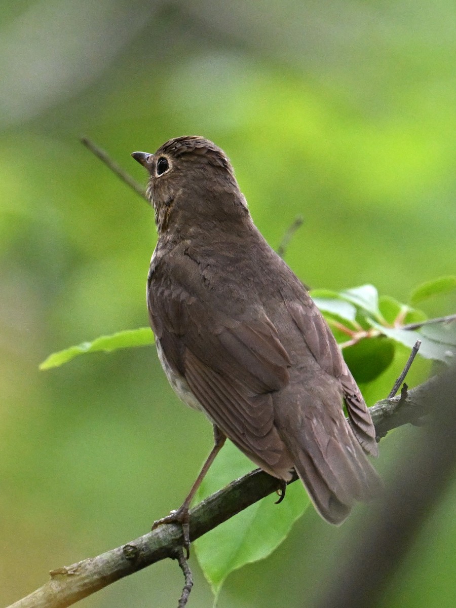 Swainson's Thrush - John Kramer