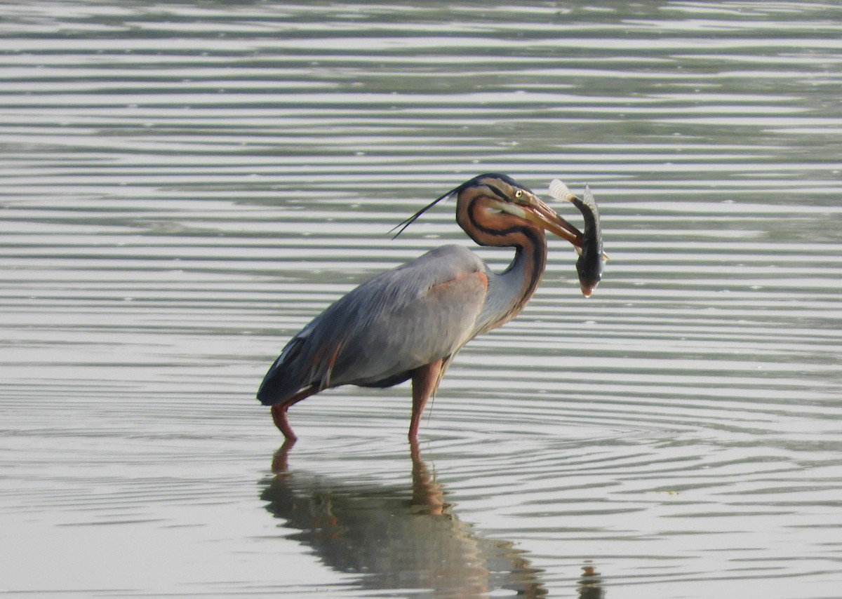 Purple Heron - Manju Sinha