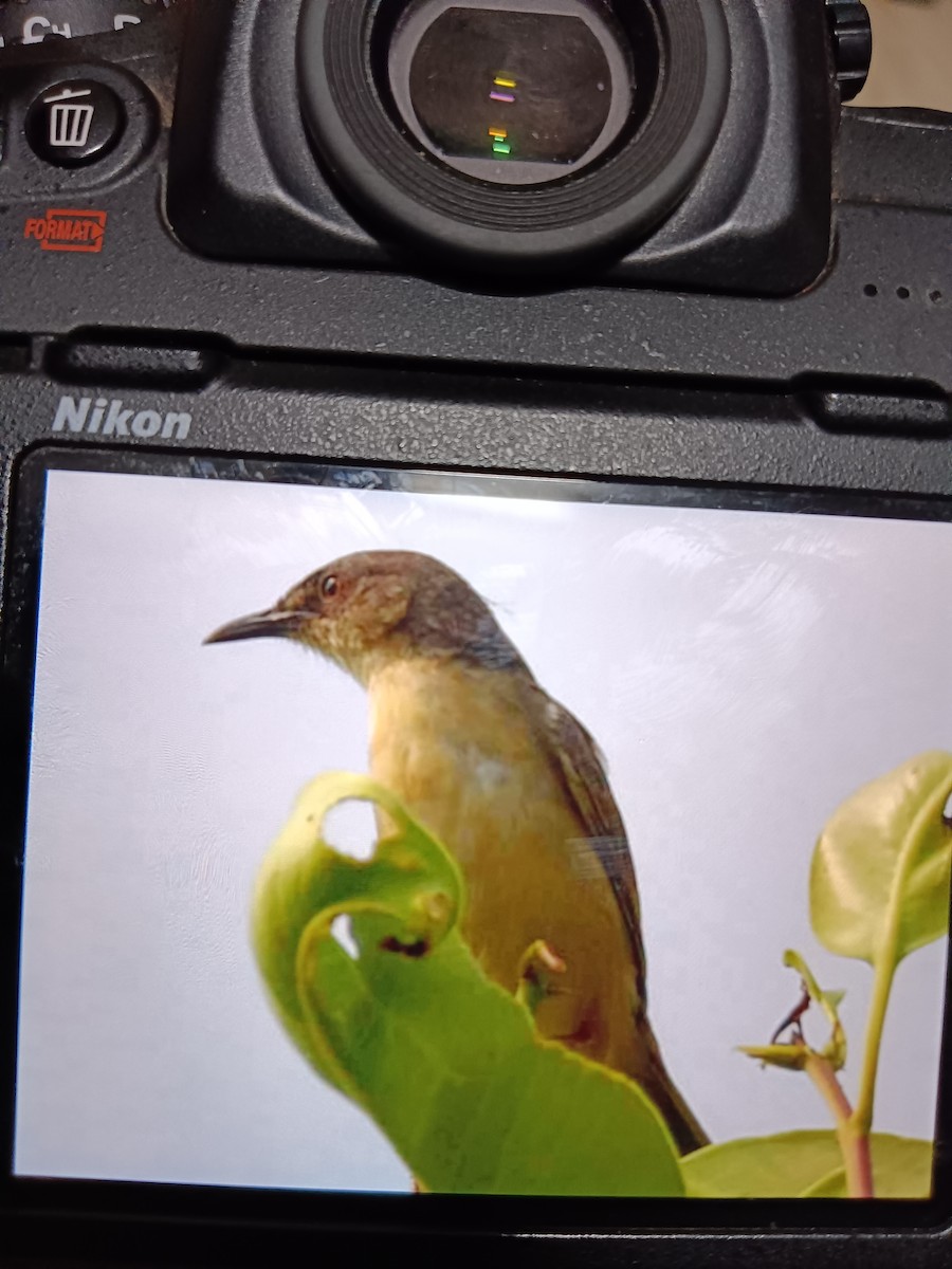 Jungle Prinia - basavaraj Onkarappa