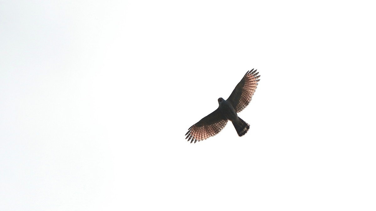 Roadside Hawk - Indira Thirkannad