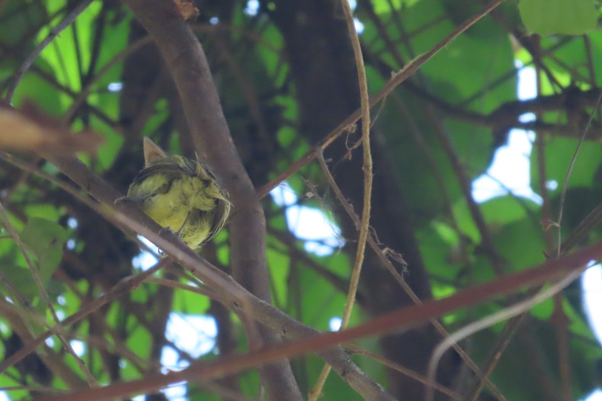 Eye-ringed Flatbill - David Brinkman