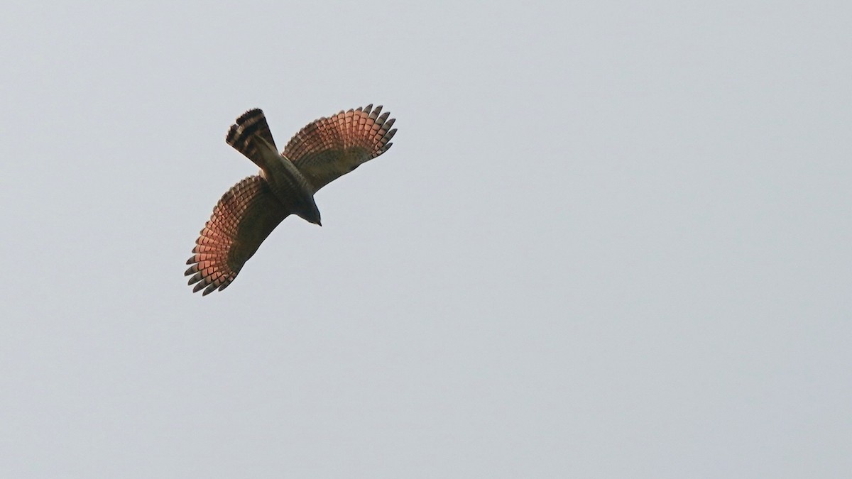 Roadside Hawk - Indira Thirkannad