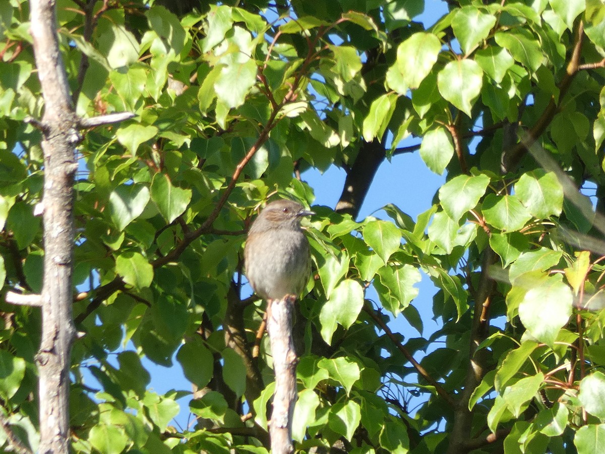 Dunnock - ML619526129