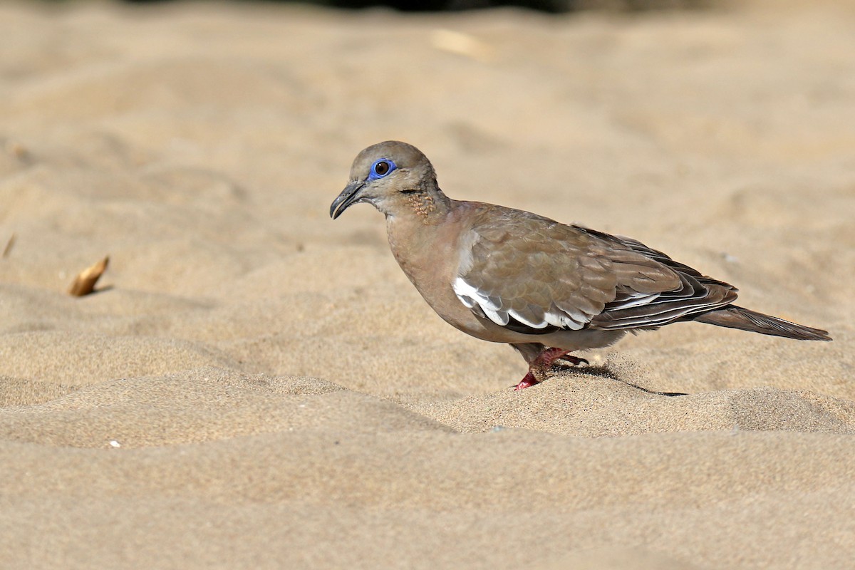 West Peruvian Dove - Ahmet Kâni  Vatandaş