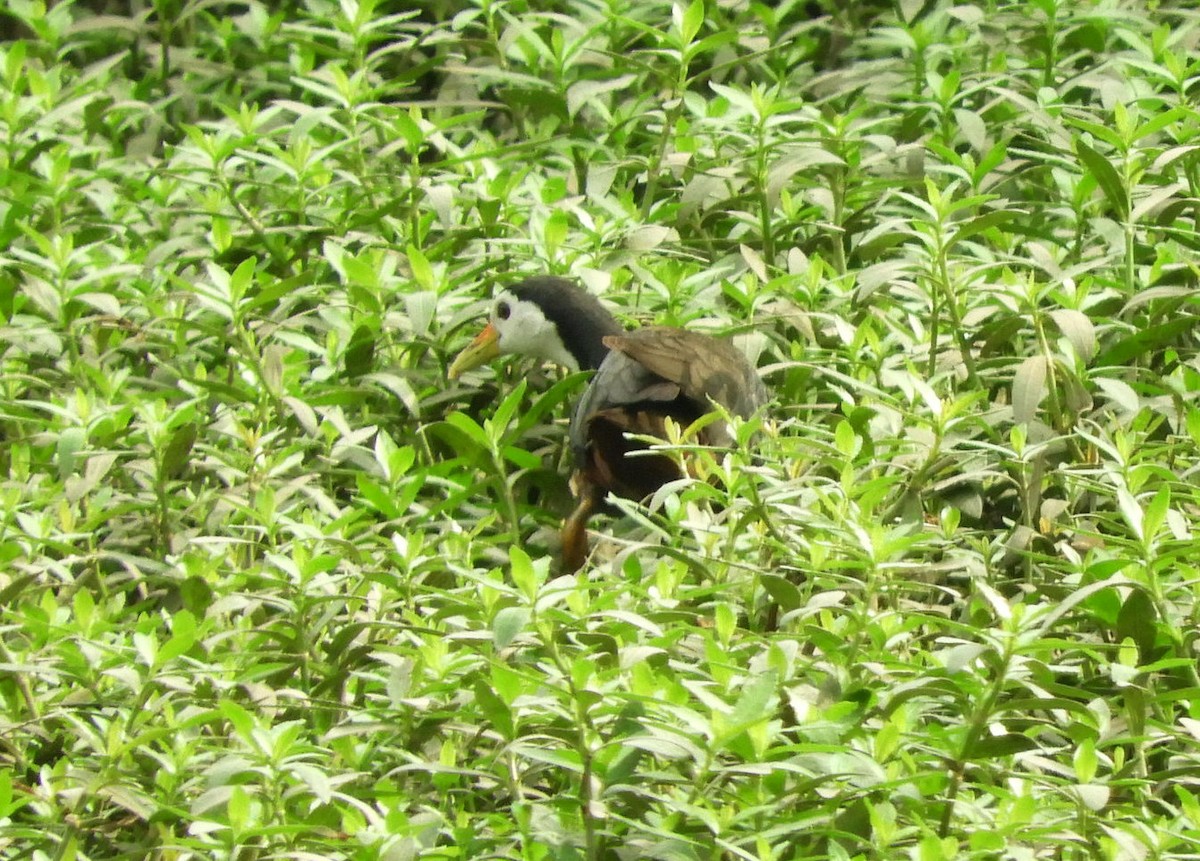 White-breasted Waterhen - Manju Sinha