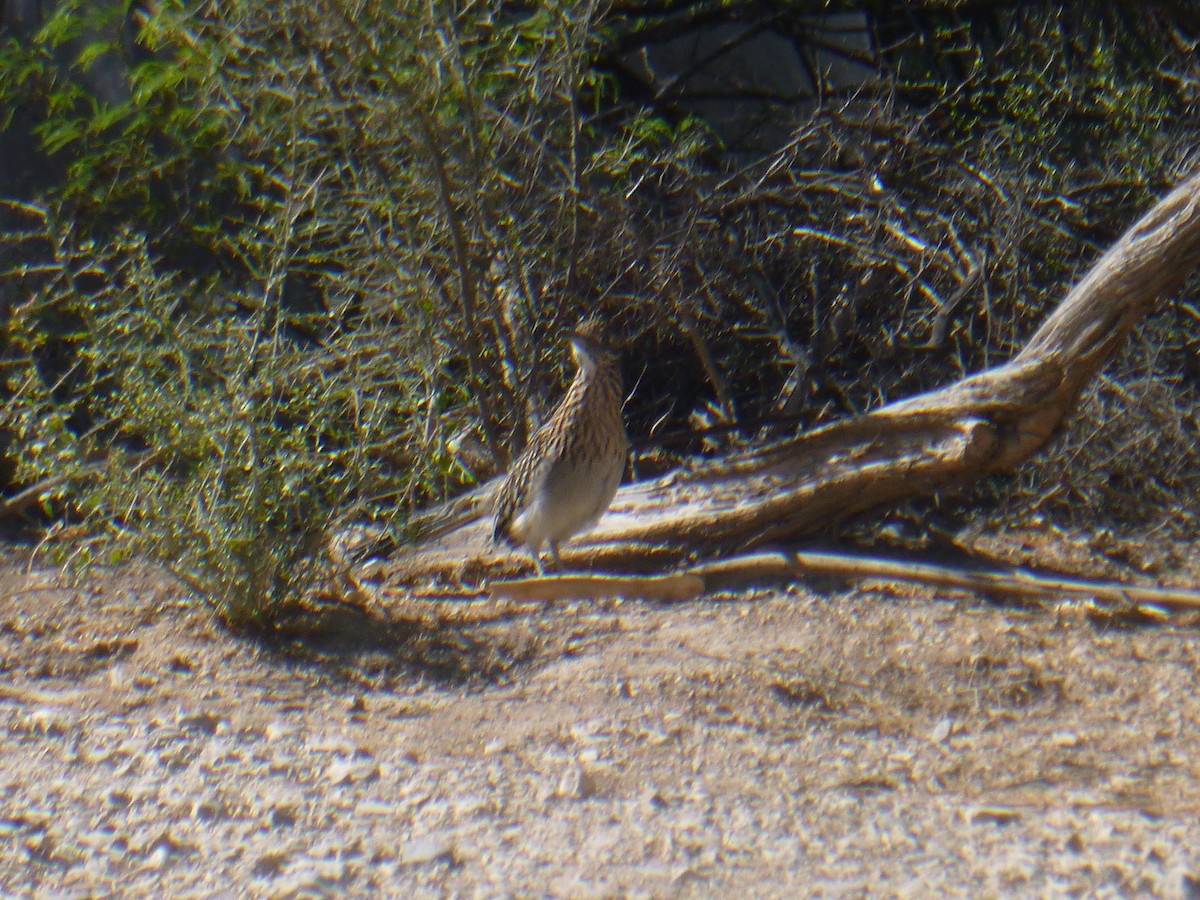 Greater Roadrunner - Benoît Bürgi