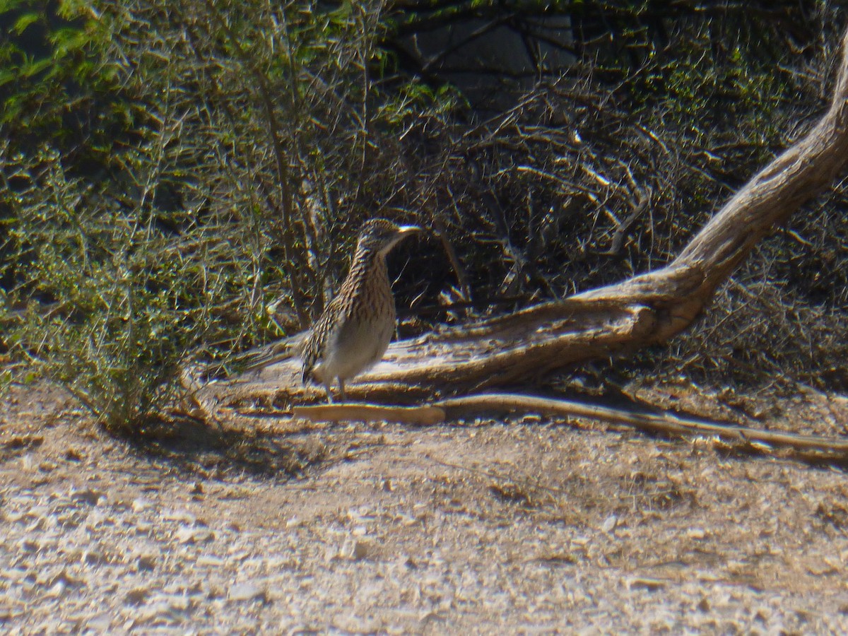 Greater Roadrunner - Benoît Bürgi