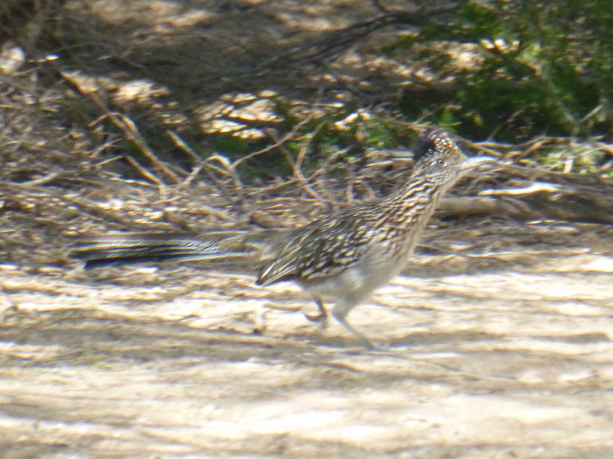 Greater Roadrunner - Benoît Bürgi