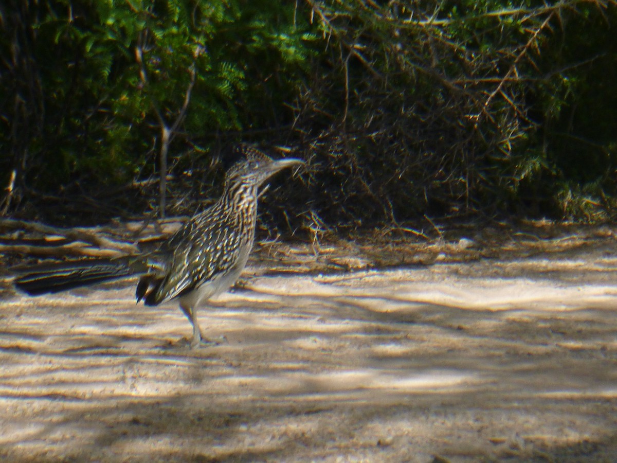 Greater Roadrunner - Benoît Bürgi