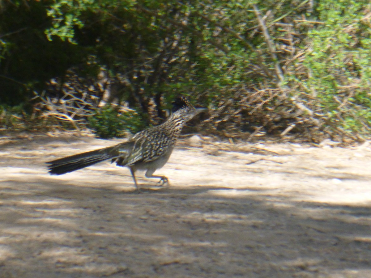 Greater Roadrunner - Benoît Bürgi