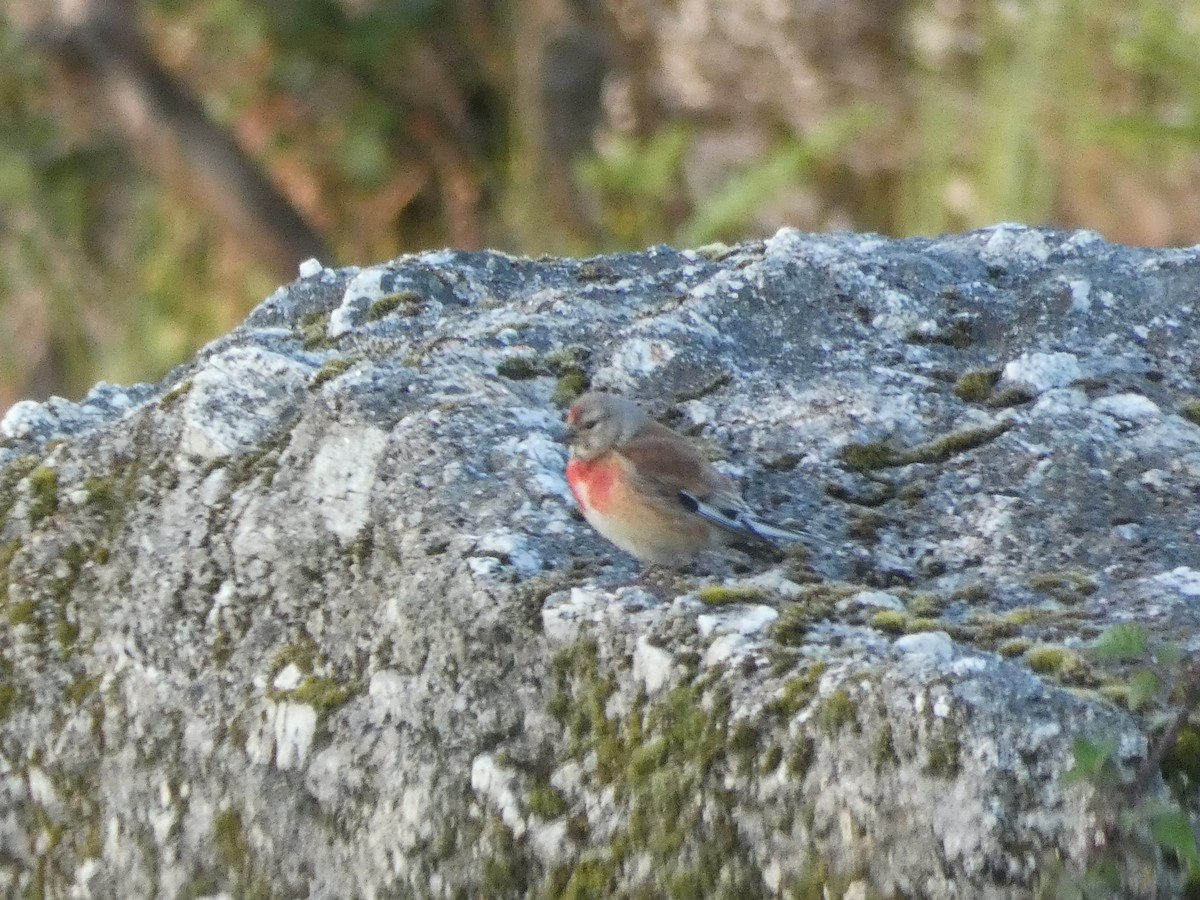 Eurasian Linnet - Helder Vieira