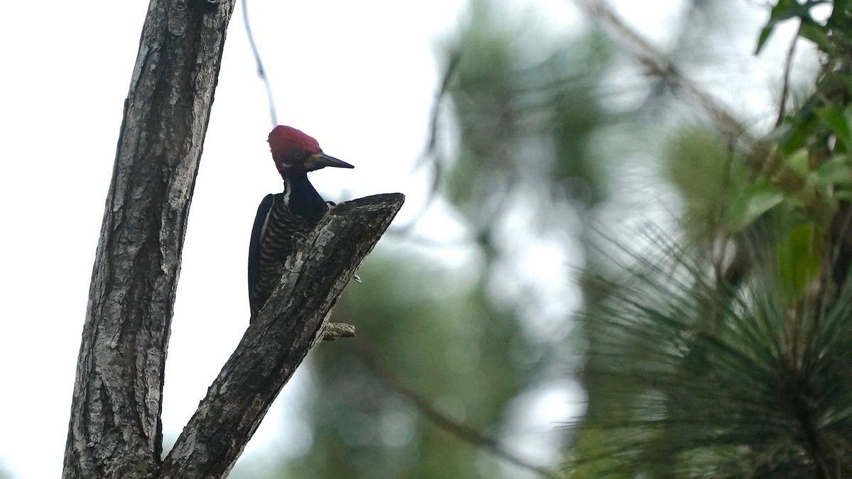 Crimson-crested Woodpecker - Indira Thirkannad