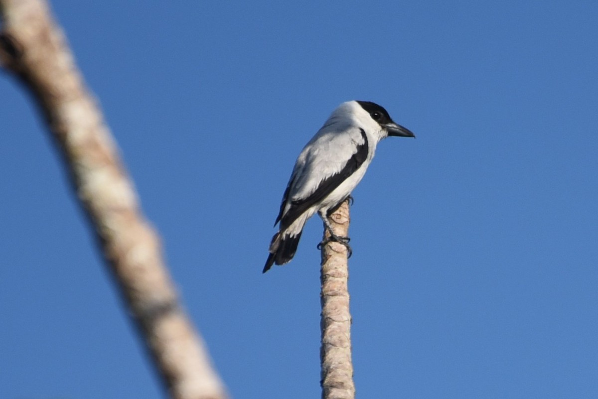 Black-crowned Tityra - Bruce Mast