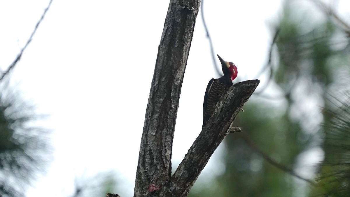 Crimson-crested Woodpecker - Indira Thirkannad