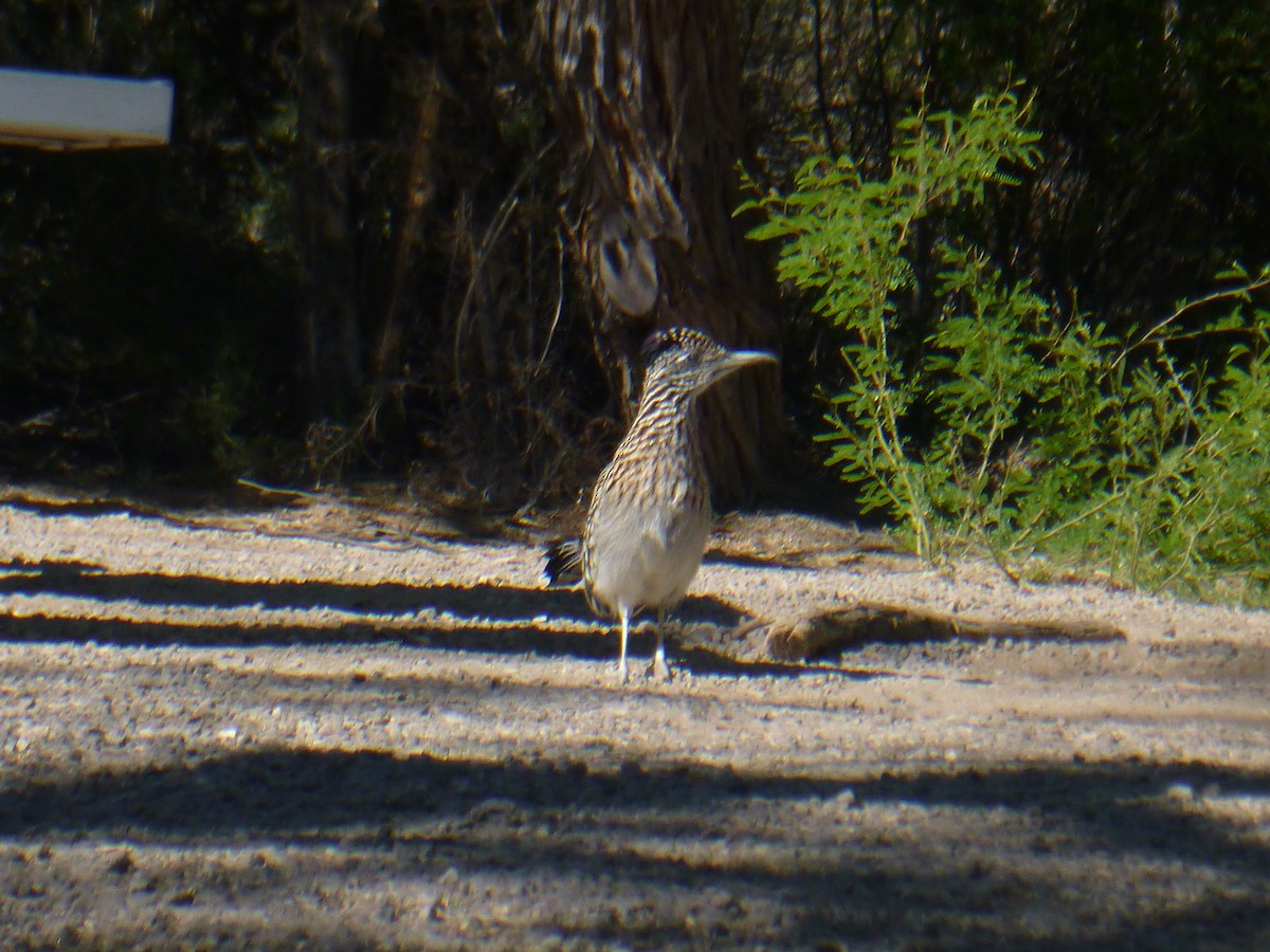 Greater Roadrunner - Benoît Bürgi