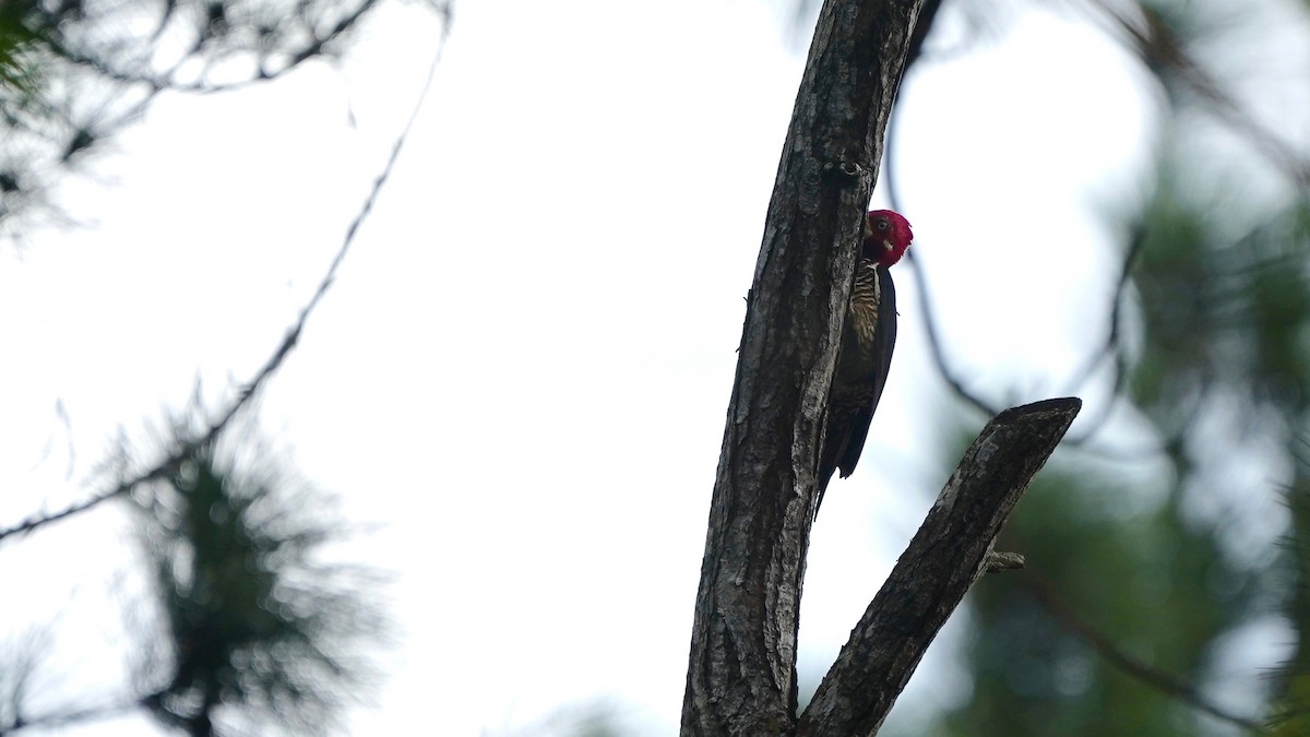 Crimson-crested Woodpecker - Indira Thirkannad