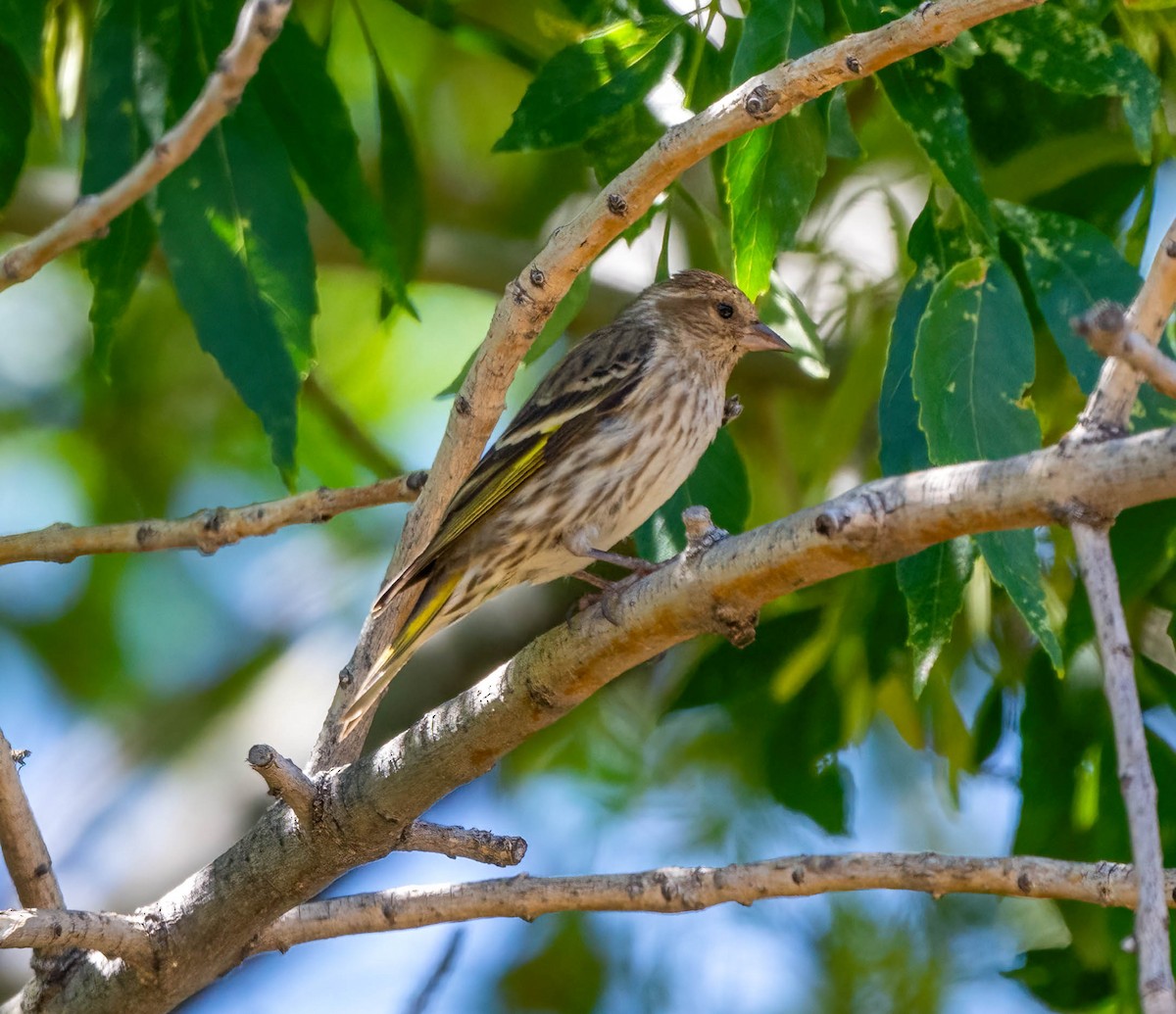 Pine Siskin - Eric Bodker