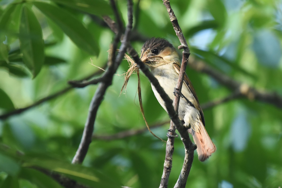 Rose-throated Becard - Bruce Mast