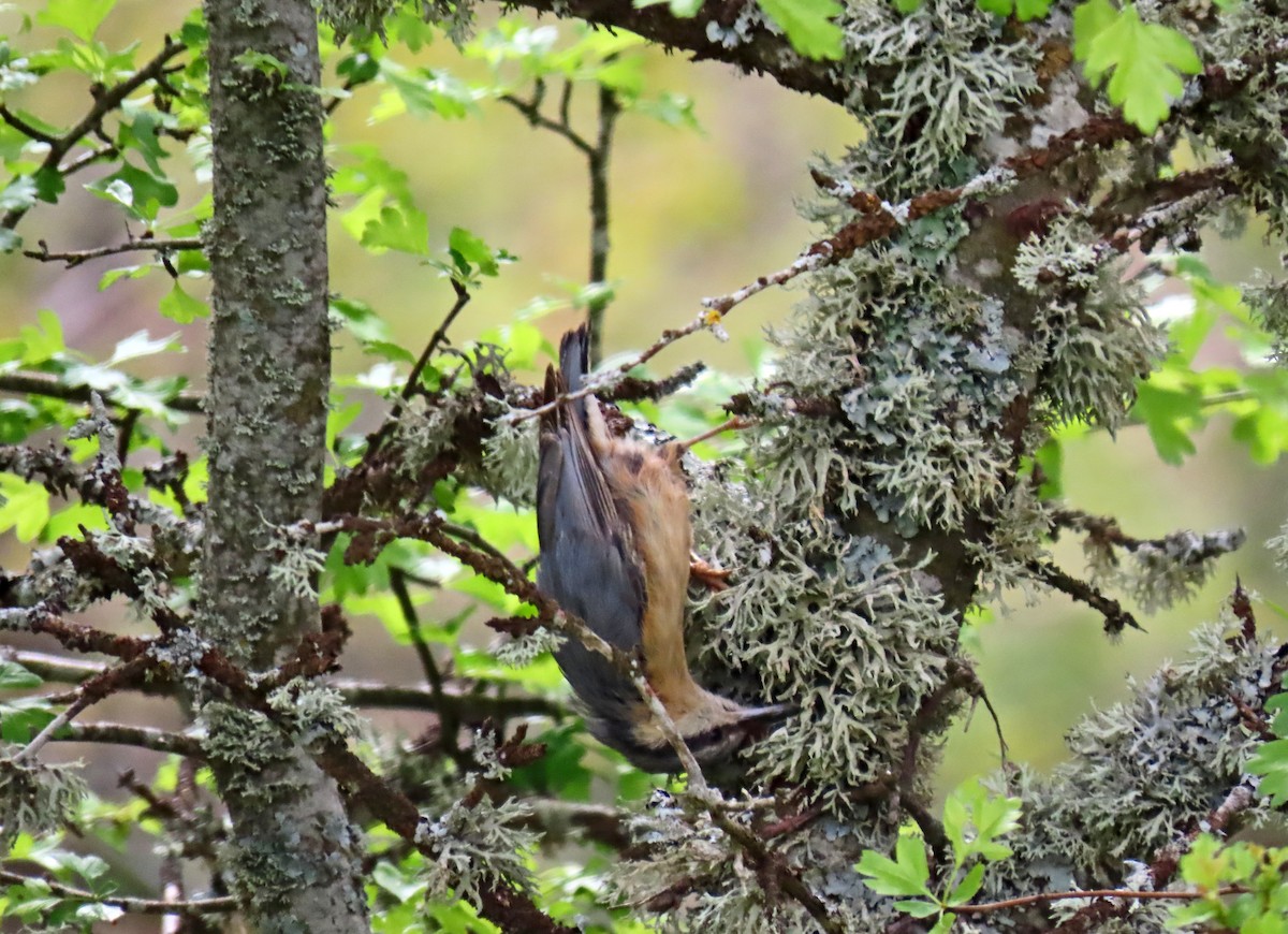 Eurasian Nuthatch - ML619526173