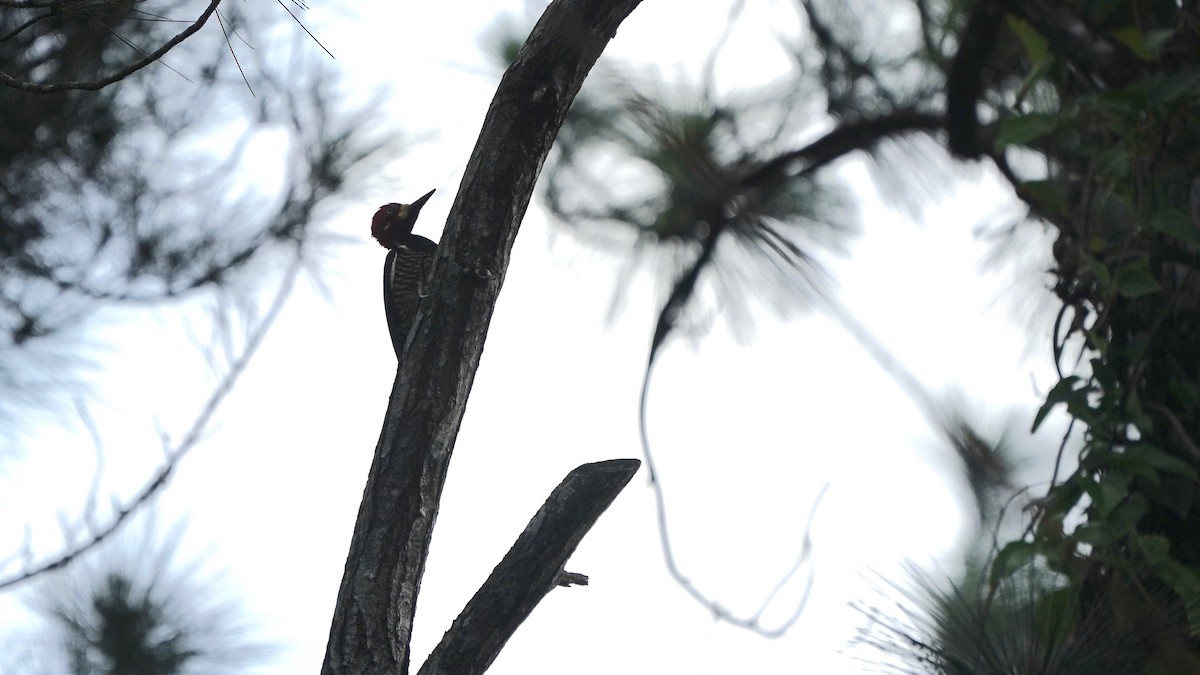 Crimson-crested Woodpecker - Indira Thirkannad