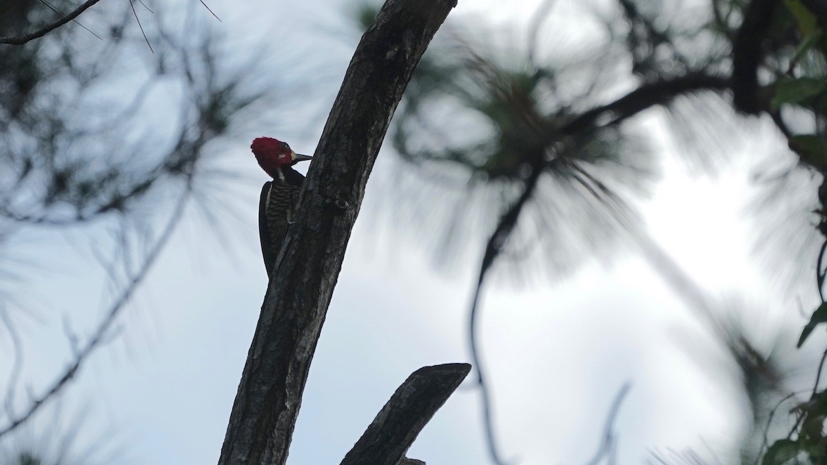 Crimson-crested Woodpecker - Indira Thirkannad