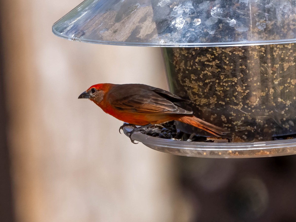 Hepatic Tanager - Eric Bodker