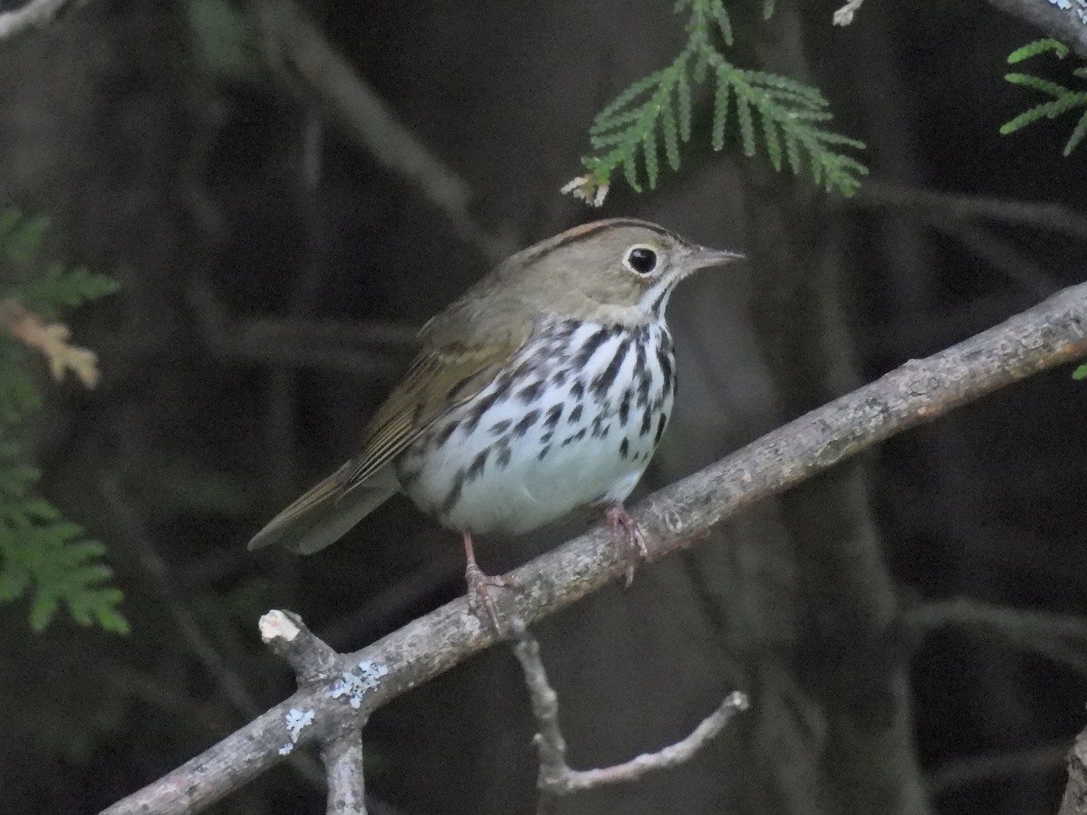 Ovenbird - Normand Ethier