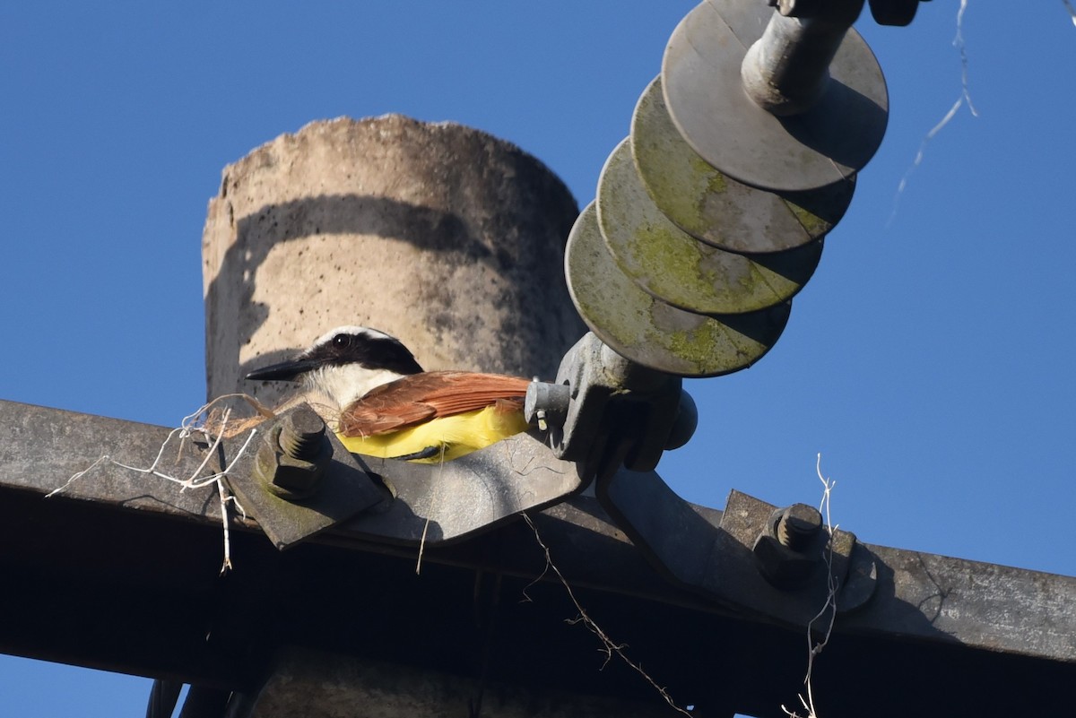 Great Kiskadee - Bruce Mast