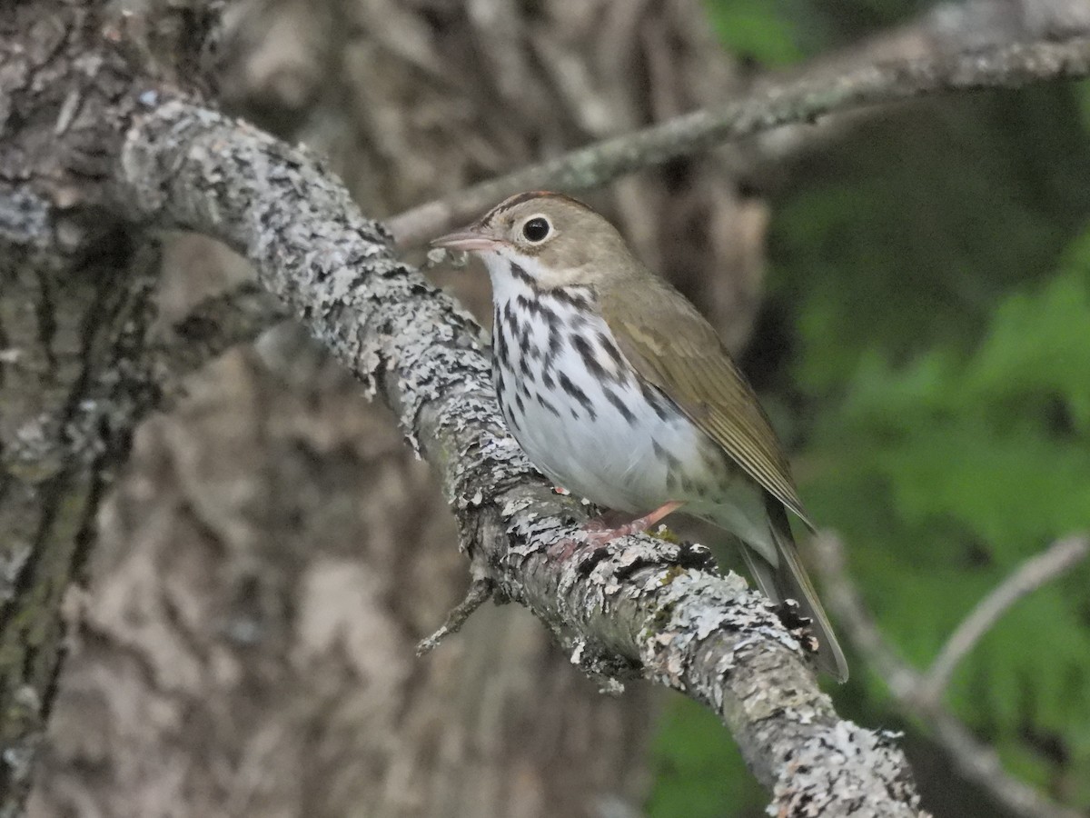 Ovenbird - Normand Ethier