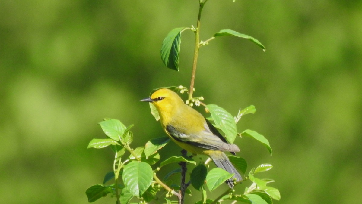 Blue-winged Warbler - Rob Speirs