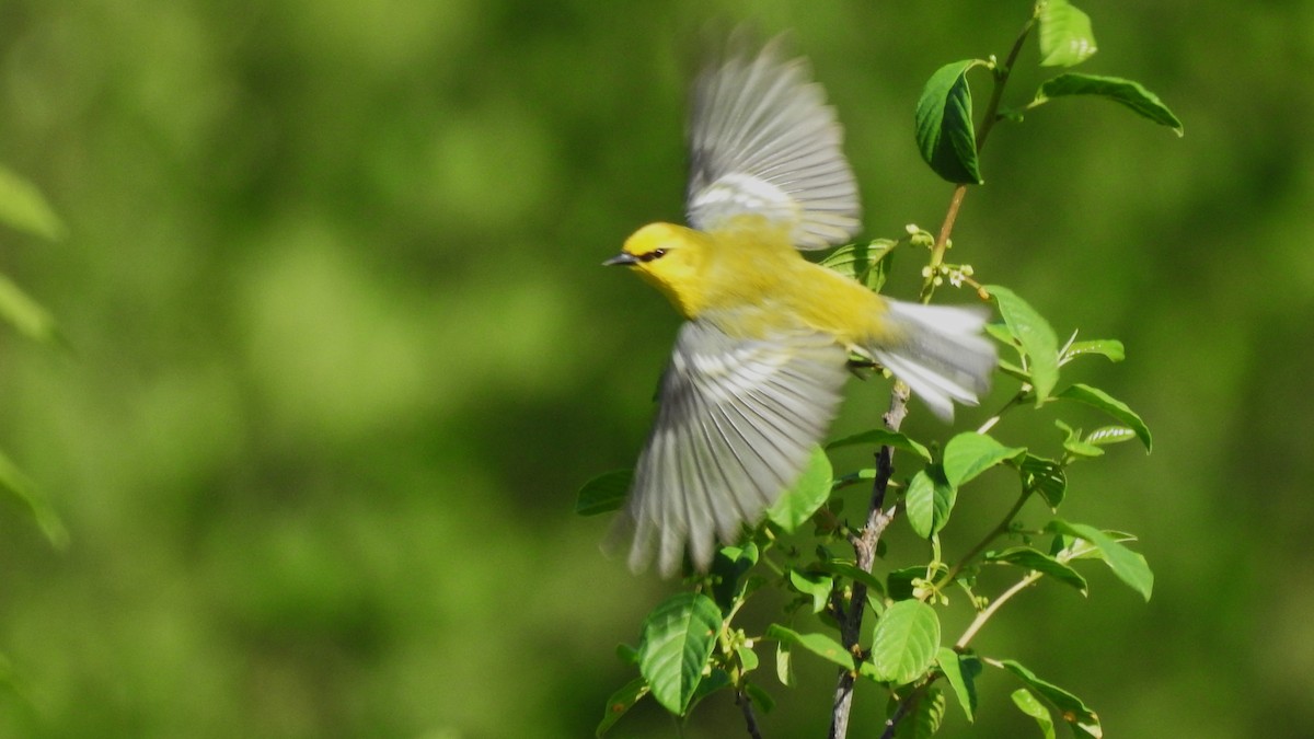 Blue-winged Warbler - ML619526184