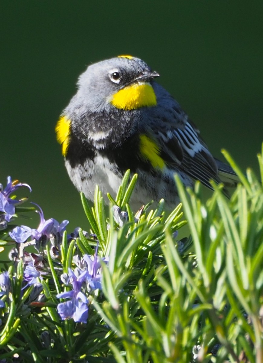 Yellow-rumped Warbler (Audubon's) - Dick Cartwright
