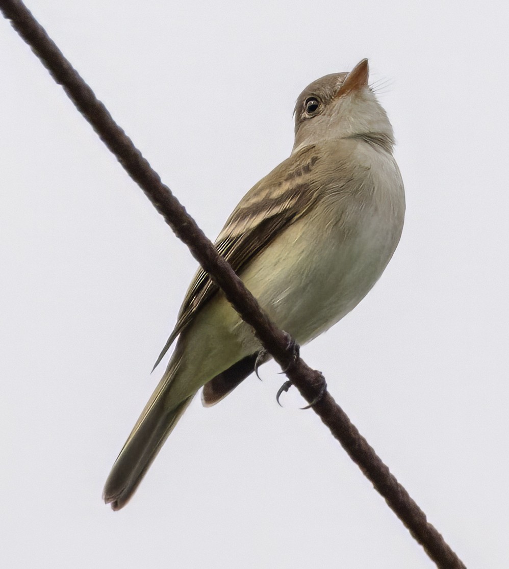 Willow Flycatcher - Scott Young