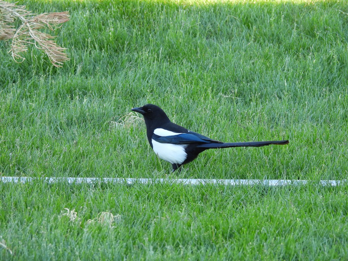 Black-billed Magpie - J Baker