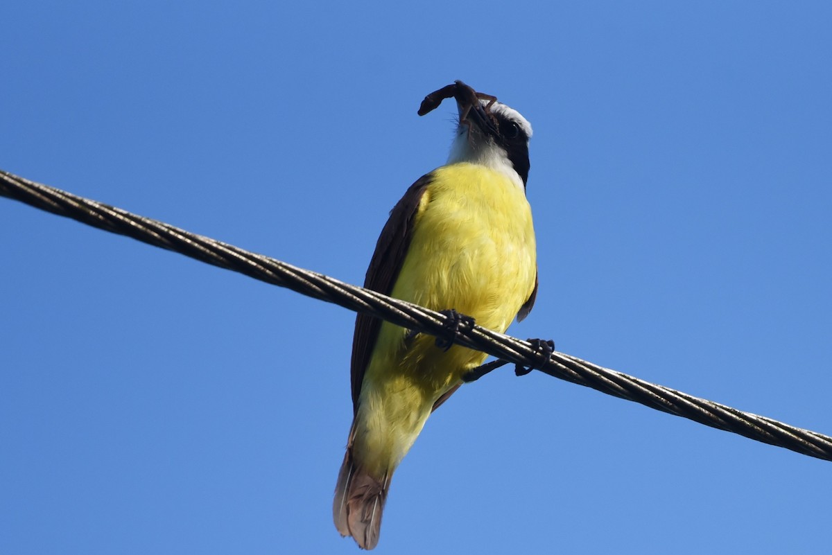 Great Kiskadee - Bruce Mast