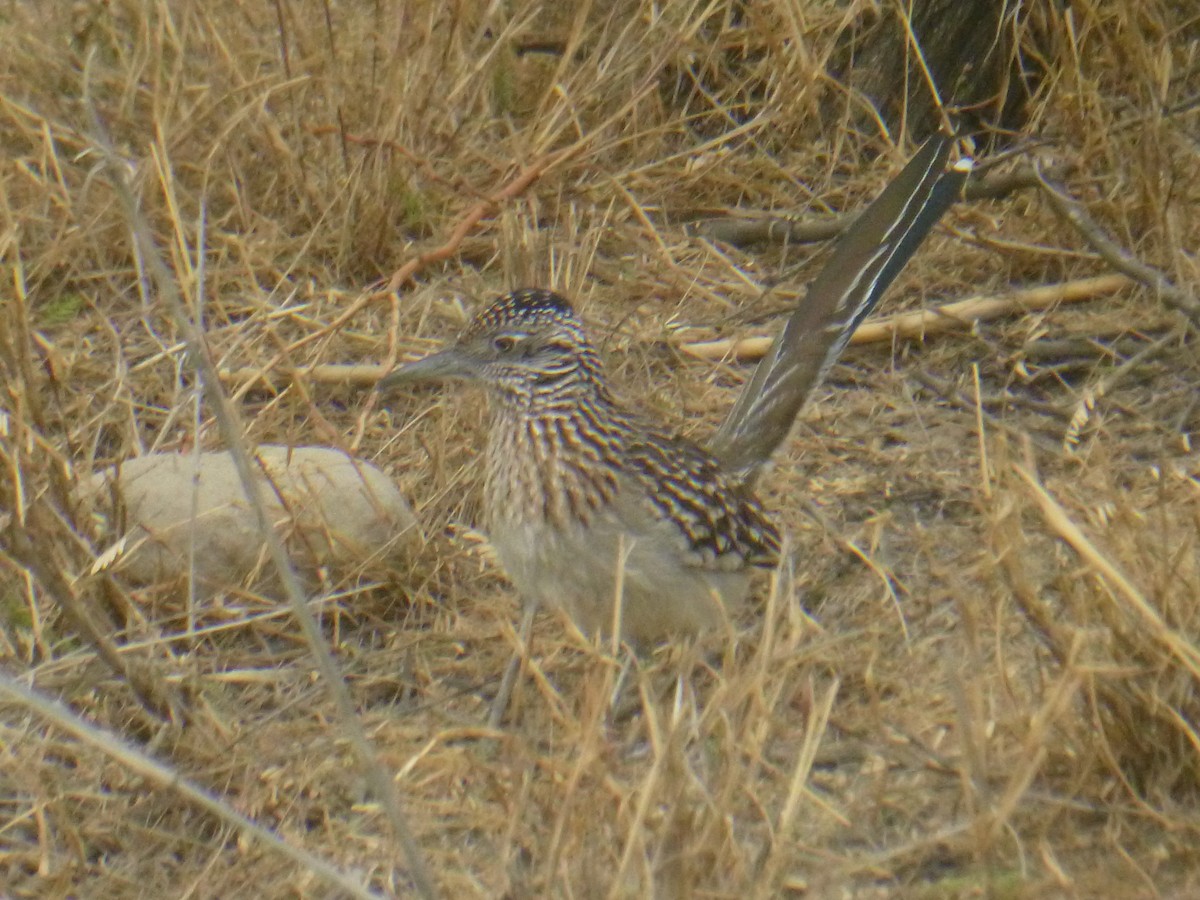 Greater Roadrunner - ML619526201