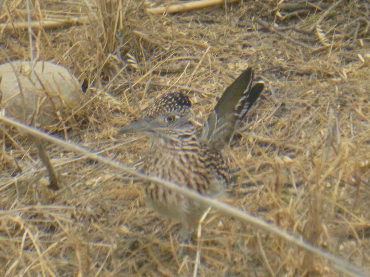 Greater Roadrunner - ML619526202