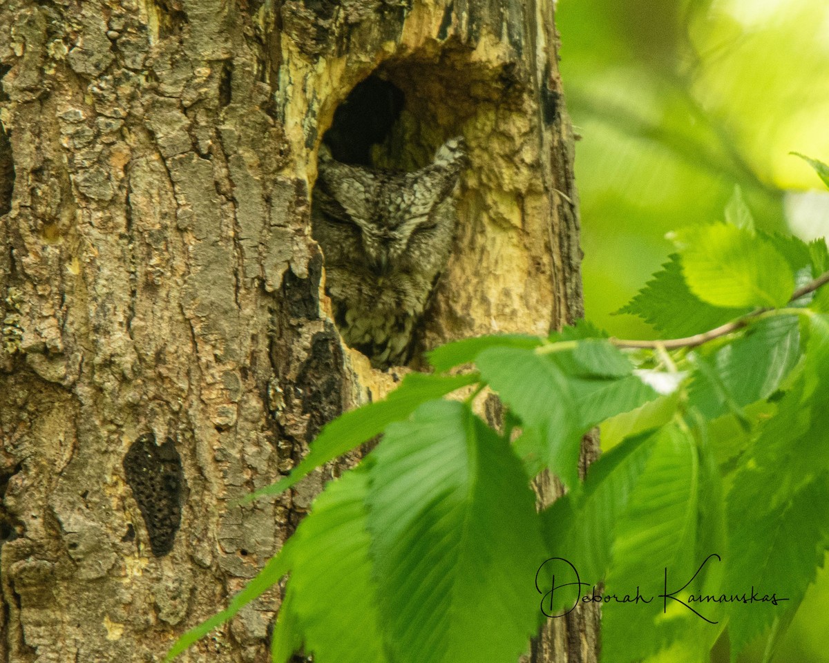 Eastern Screech-Owl - Deborah Kainauskas