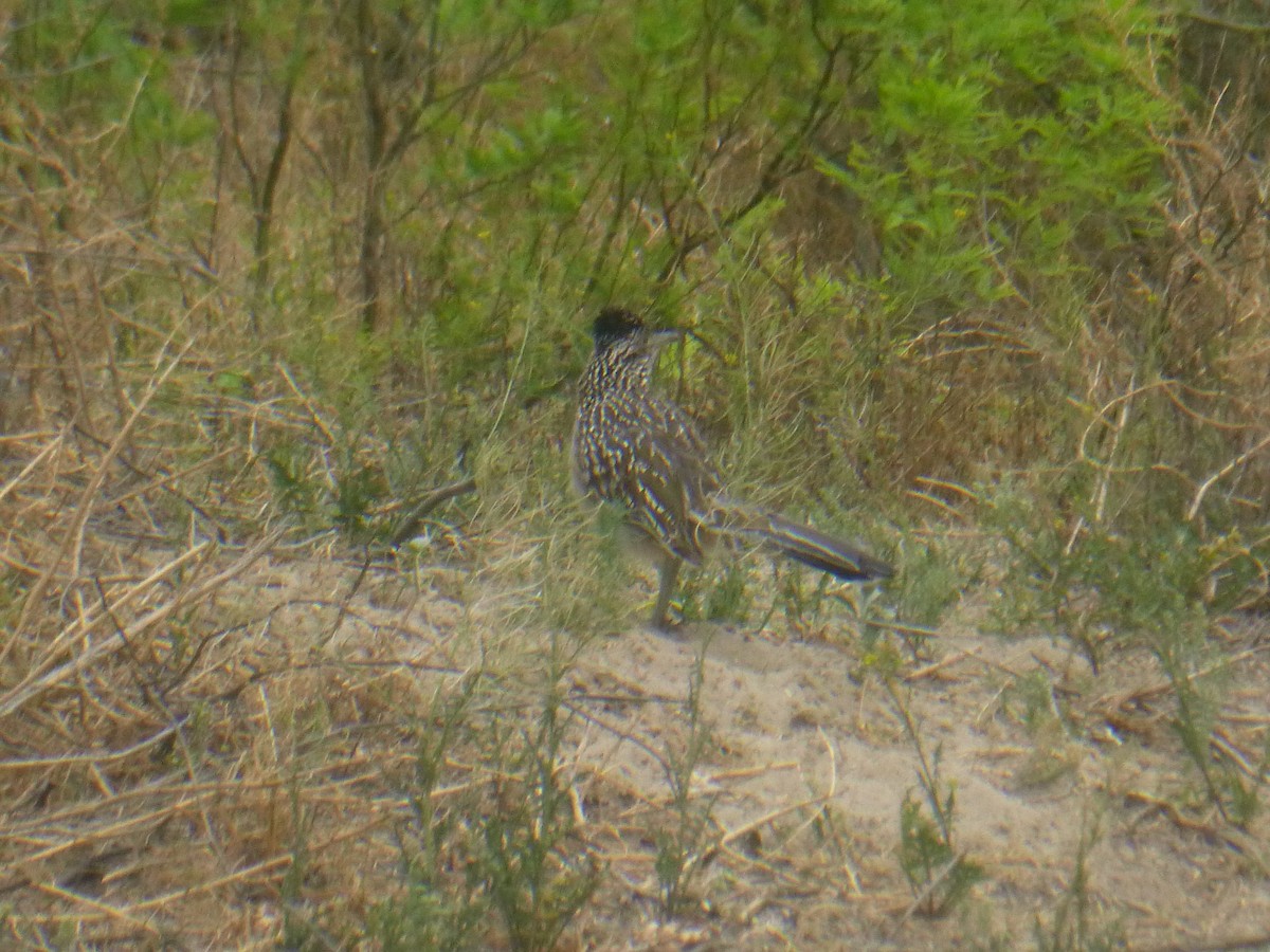 Greater Roadrunner - ML619526206