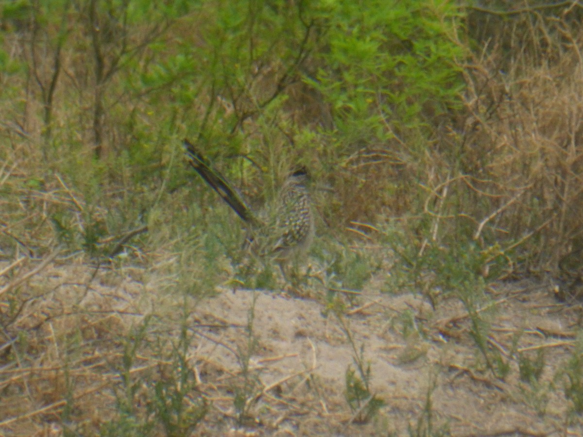 Greater Roadrunner - ML619526207